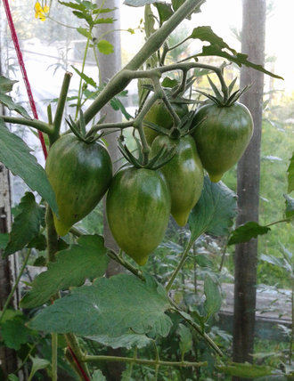 Семена томата Похвала Марины