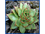 Echeveria agavoides &#039;Hidalgo&#039;
