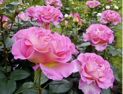 Пинк Парадиз (Pink Paradise) чг