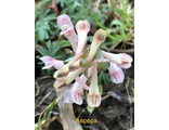 Corydalis solida "Аврора"