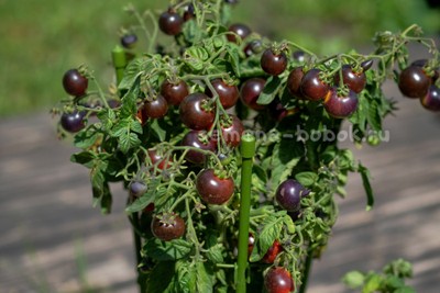 Томат Blaue Zimmertomate (Синий комнатный томат), 10 шт