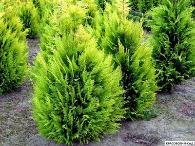 Кипарисовик Лавсона Ивон - Chamaecyparis Lawsoniana Ivonne