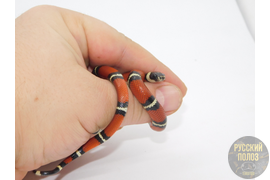 Змея молочная, молочка