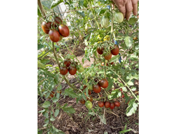 Томат Шоколадка