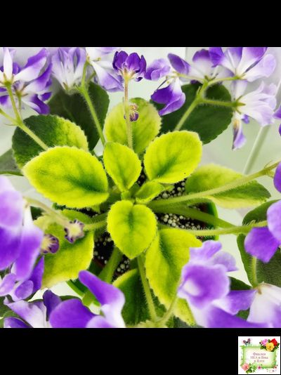 LV-Элизабет (Л. Шевелева) 2023 г.(лист посажен 29.01.26)