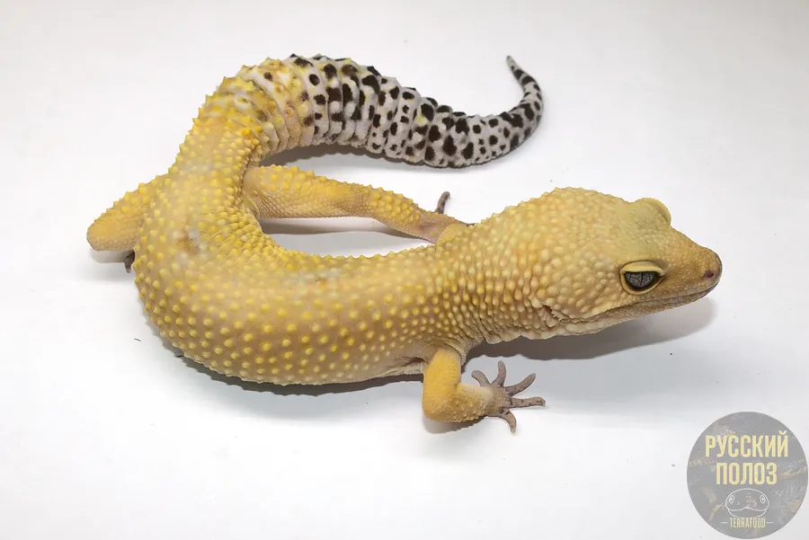 Пятнистый леопардовый эублефар, Eublepharis macularius