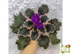 ВаТ-Тип-Топ (Т. Валькова) 2015 г.