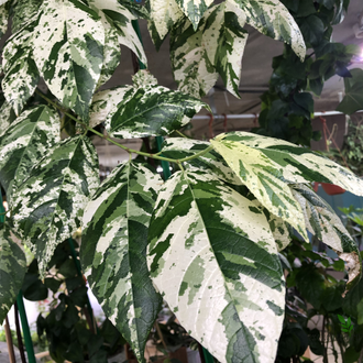 Ficus Erecta variegata / фикус эректа вариегатный