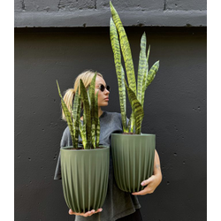 Сансевиерия зейланика в зеленом кашпо