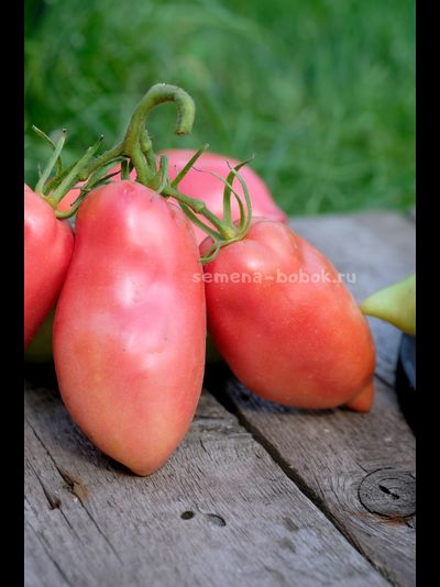 Томат Брикодейки Минусинские, 10 шт