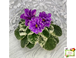 SV-Космические Ежи (С. Суворова) 2021 г.