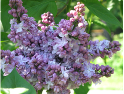 Великая Победа