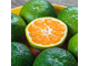 Мандарин зеленый (Citrus reticulata) Сицилия, 5 мл - 100% натуральное эфирное масло