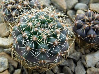Gymnocalycium bruchii v. niveum VG 536