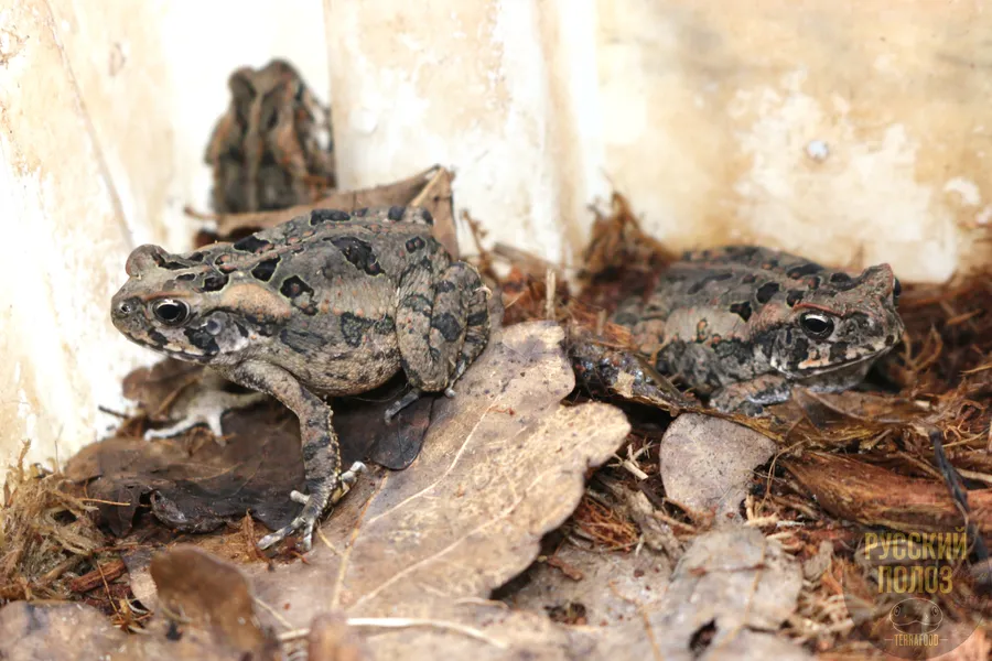 ЖАБА АГА, RHINELLA MARINA