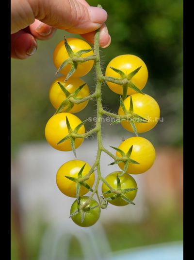 Томат Lotte's Lime (Лайм Лотте), 10 шт