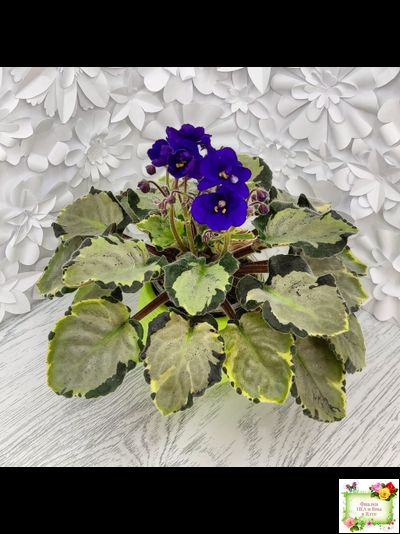 Harmony's Little Stinker-2 (Harmony) листовая химера