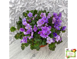 Skagit Victory Trails (W. Lindstrom)  (5659) 01/30/1984 трейлер