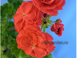 Пеларгония PAC Viva Rosita