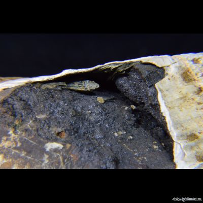 Керченит, барит на псиломелане, в полости ракушки. 86*57*43мм.