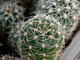Gymnocalycium gertii  ssp. evelyniae VG-1170 (D=12mm)