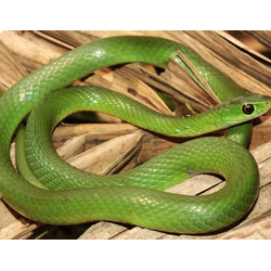 Африканский кустарниковый уж (Philothamnus hoplogaster)