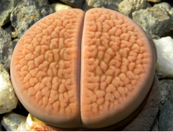 Lithops hookeri (vermiculate form) C335 (Чехия)