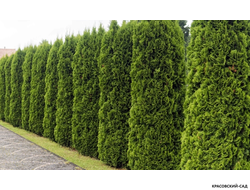 Туя Холмстрап - Holmstrup