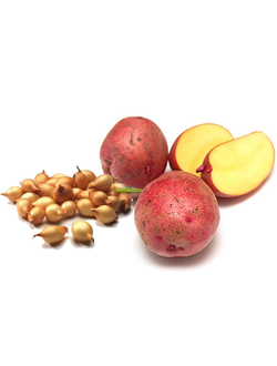 Лук-севок, семенной Картофель