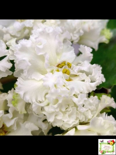 АВ-Легенда о Золотой Луне (Фиалковод) 2023 г. (лист с деткой укоренённый)