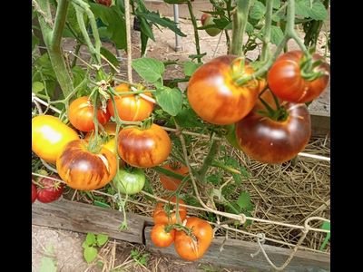 Томат Золотое яблоко