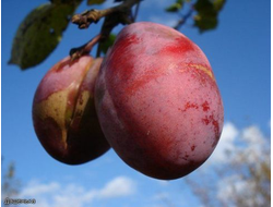 Дашенька (слива)