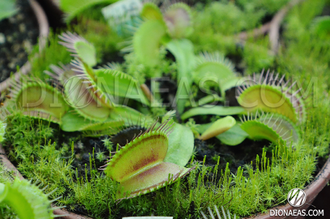 Dionaea muscipula Yellow