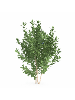 рассада Голубика обыкновенная 2