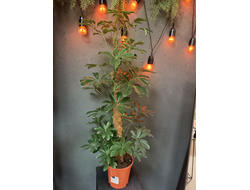 Шеффлера Нора 17/100см