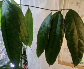 Ficus cerasiformis / Фикус Вишневидный