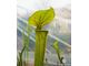 Sarracenia Flava var. Ornata