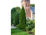 Туя западная Смарагд (Thuja occidentalis Smaragd) (40-60/3л)