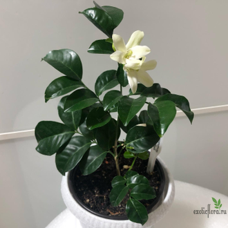 Murraya paniculata ‘Himalayan’ round leaf  / Муррайя Гималайская круглый лист