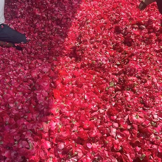 Таруни, Красная роза (Rosa indica) - 100% натуральное эфирное масло