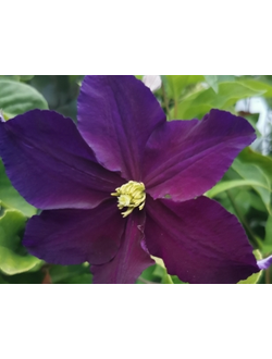 Клематис Viola (Виола),  контейнер р9