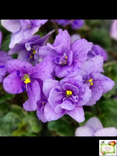 Skagit Victory Trails (W. Lindstrom)  (5659) 01/30/1984 трейлер