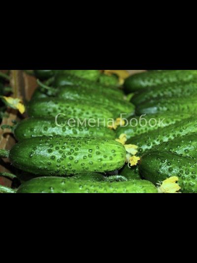 Огурец Герман F1, 5 шт