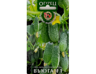 Огурец Вьюга F1 (Биотехника) купить семена с бесплатной доставкой