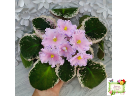 НД-Хоровод  (Н.Данилова-Суворова) 2021 г.