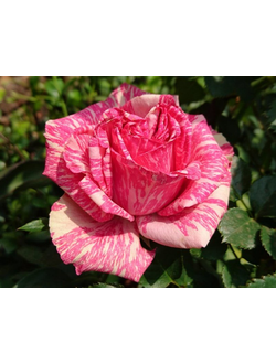 Пинк Интуишн (Pink Intuition)