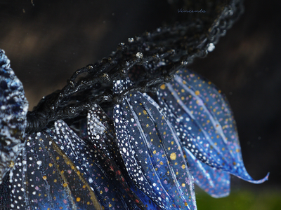 Парадное колье под шейку "Морской Лев, Владыка Великих Вод"