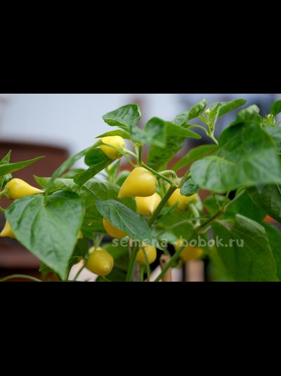 Перец полуострый Клубничка (10 шт)