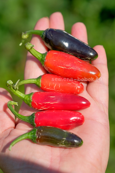 Перец острый Jalapeno Moriachi (Халапеньо Мориачи), 10 шт