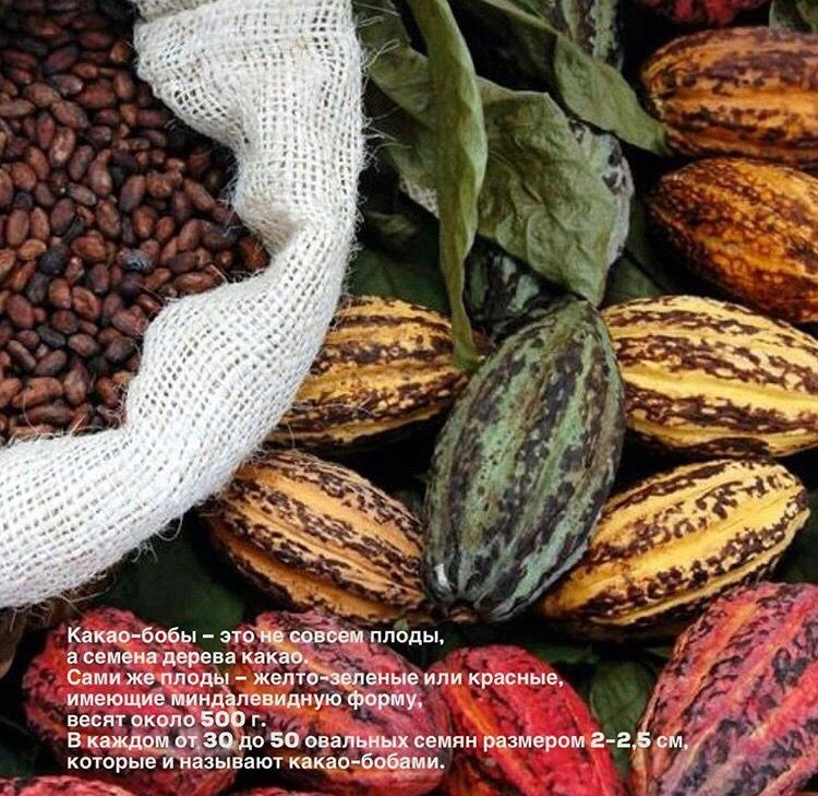 cacao